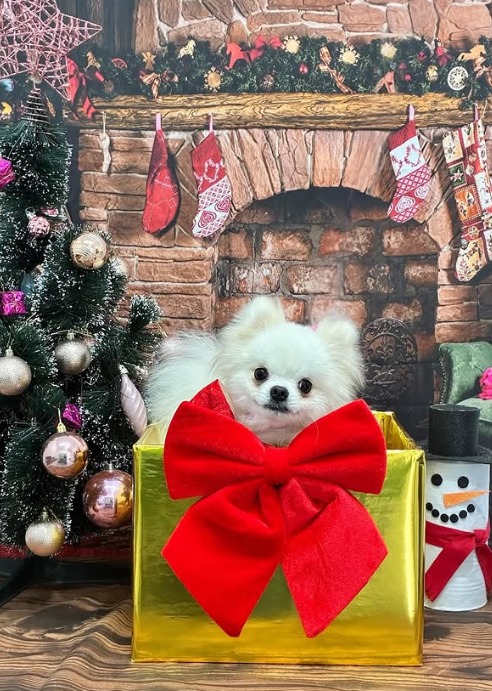 Lulu branco em caixa de presente de Natal